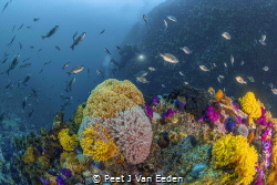 The prolific marine life of Whittle Rock by Peet J Van Eeden 